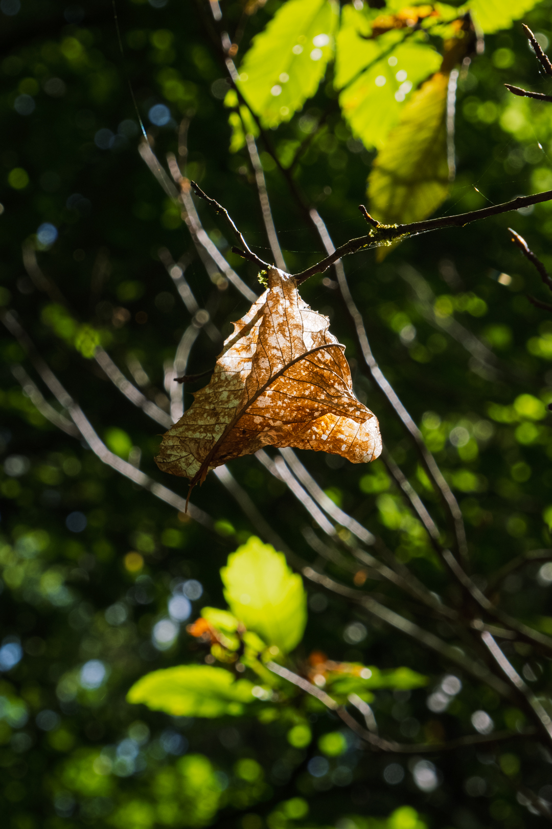 I&C #3 Ken Lecoq stage créativité et introspection 2025