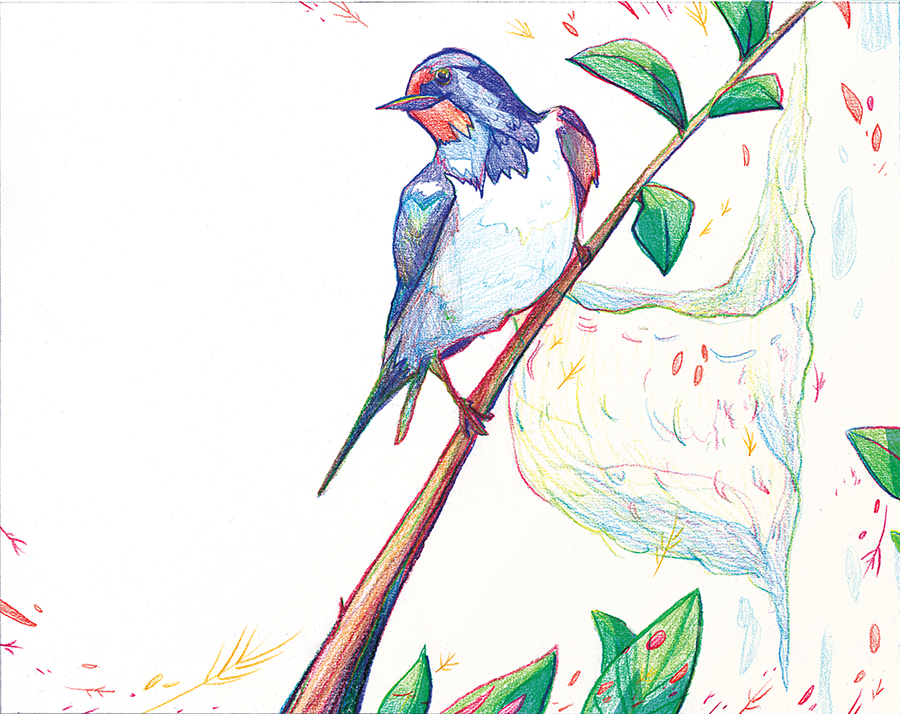 Planche 15 – page 29 WEB hirondelle posée sur une branche, livre jeunesse illustré par margot huguet