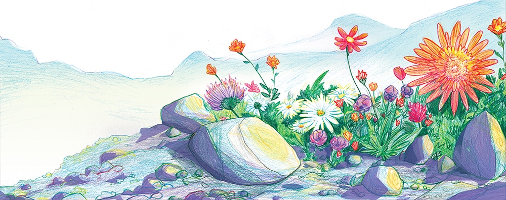 Planche 6 – page 11-12 WEB les fleurs et cailloux de la montagne; livre jeunesse illustré par margot huguet