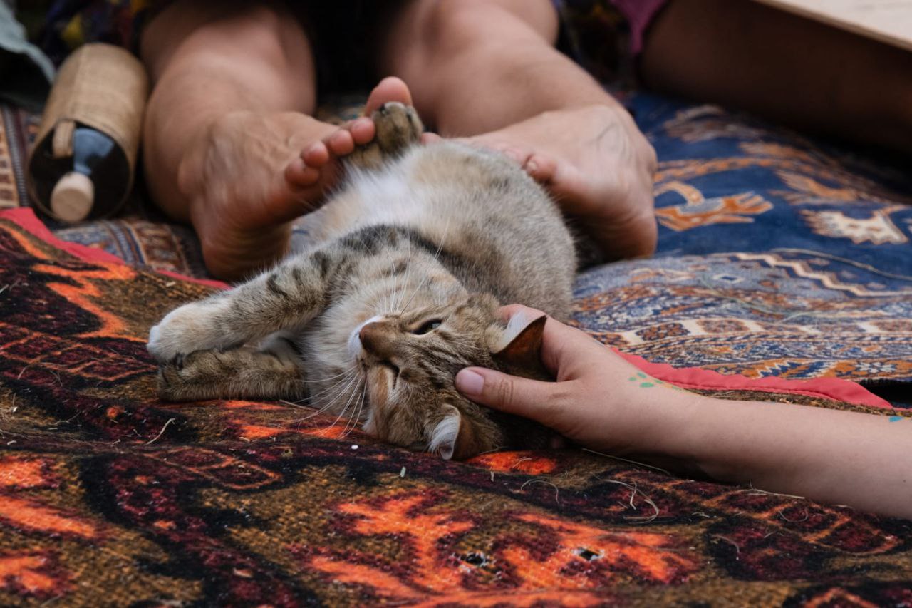 photo_2025-11-19_17-54-59 (2) chaos stage 2024